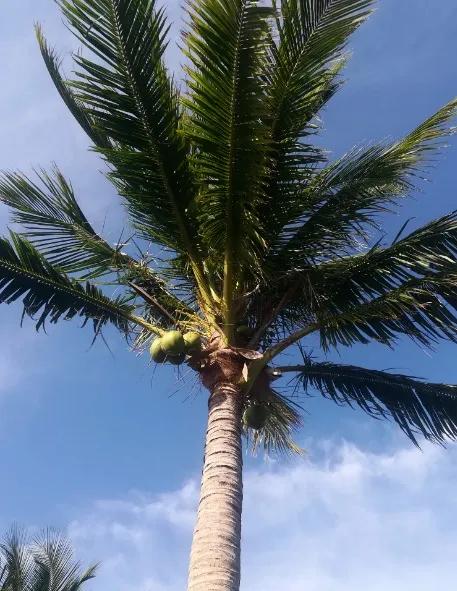 越南芽庄5晚6天观光游 (越南越美醉美芽庄5天品质之旅)