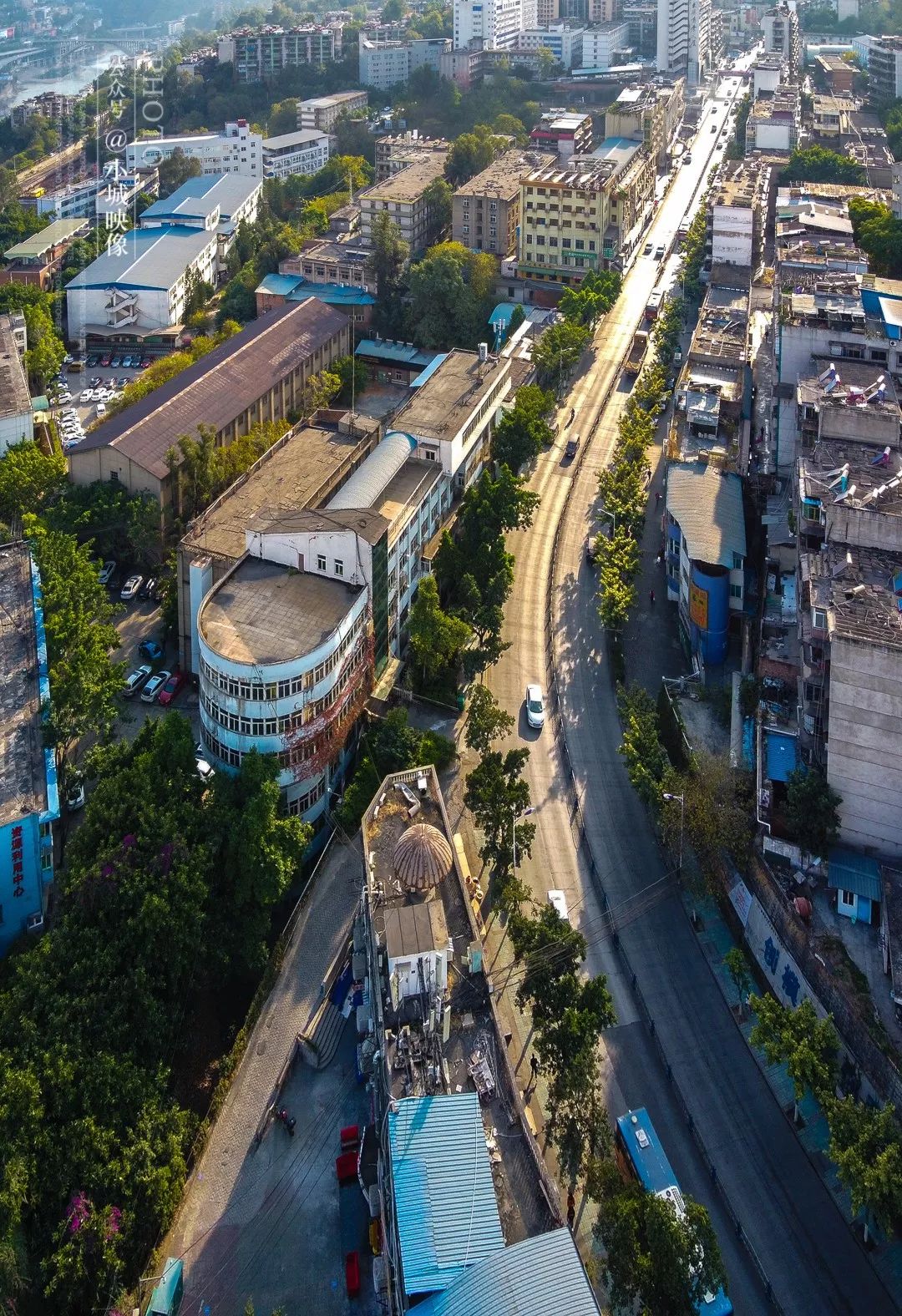 攀枝花是一种什么花,什么是攀枝花铁树