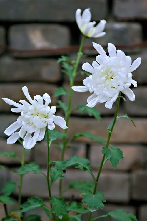 冷冬寒菊,冬菊与夏菊的区别