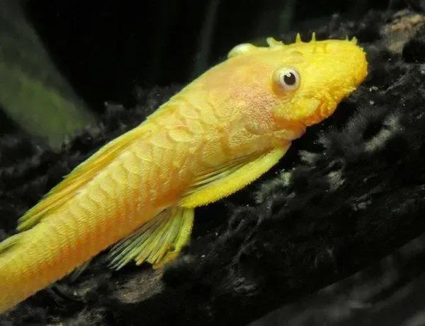 各种漂亮鱼的名称及图片,漂亮可爱的海水观赏鱼