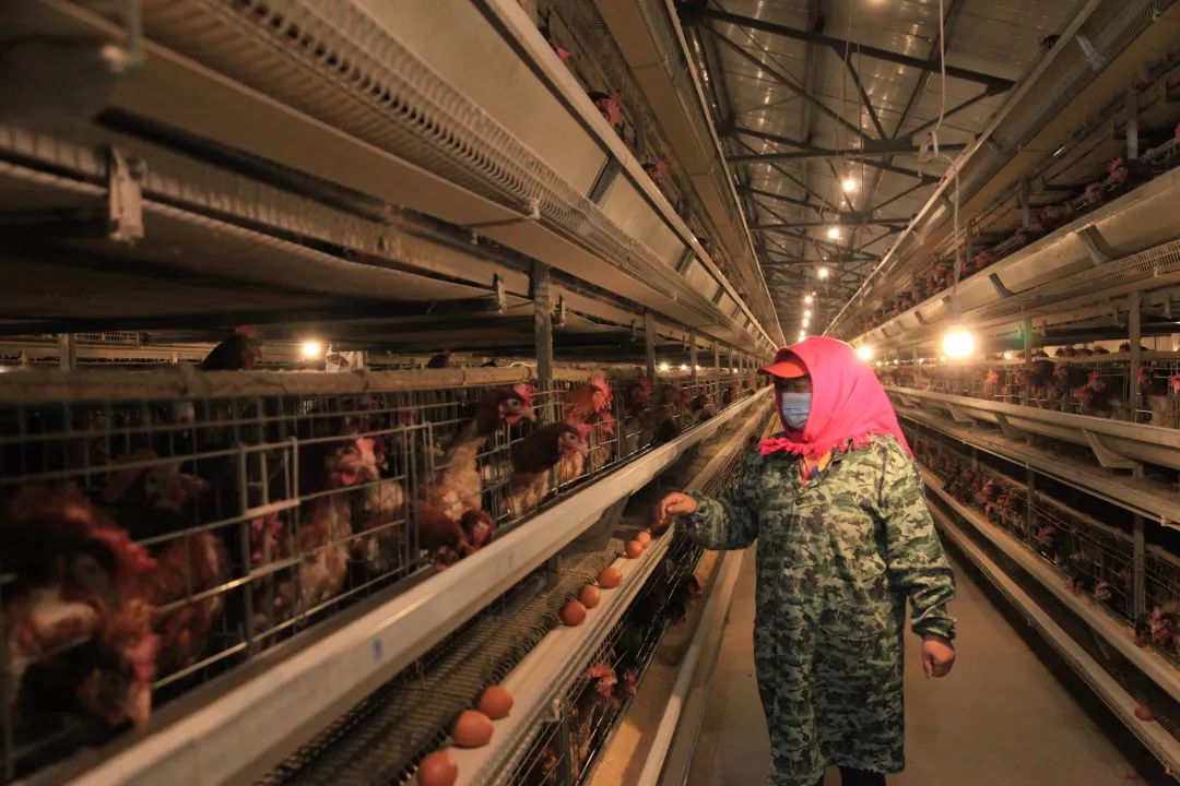 *党**建+乡村振兴|从年产优质鸡蛋180万斤到360万斤！东升村有个“大计划”