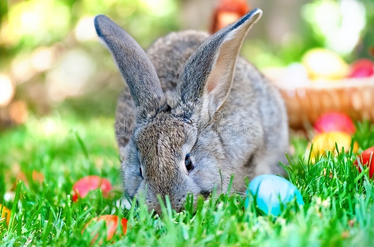 疯狂的兔子兔子打喷嚏,兔子经常打喷嚏鼻子湿