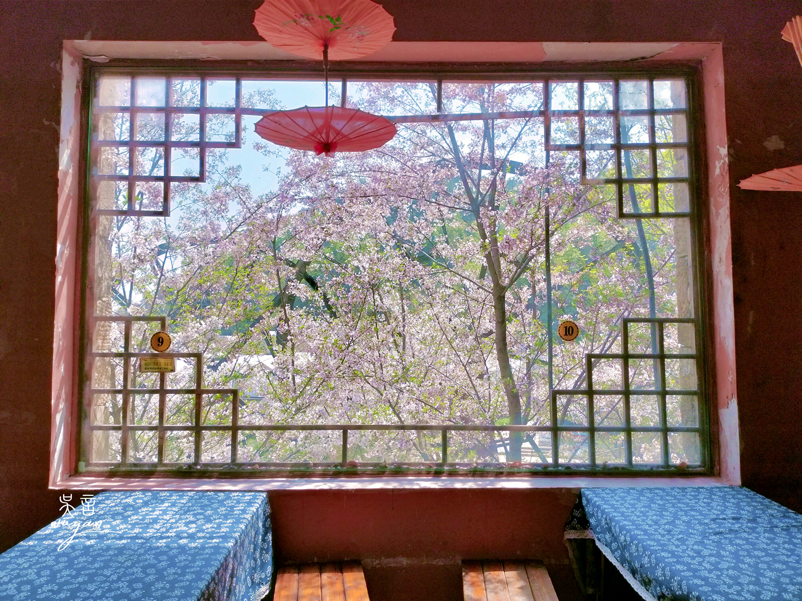 武汉看樱花半日游,武汉看樱花一日游