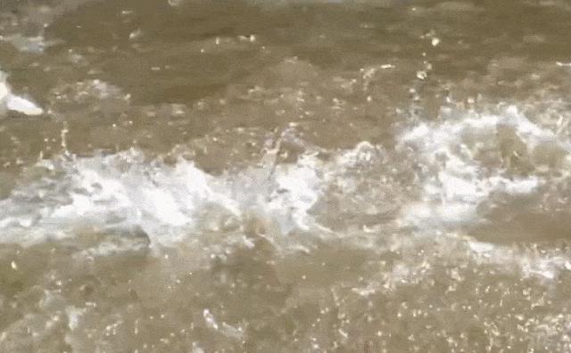 鱼跳出水面是地震前兆吗,鱼浮出水面是地震前兆吗