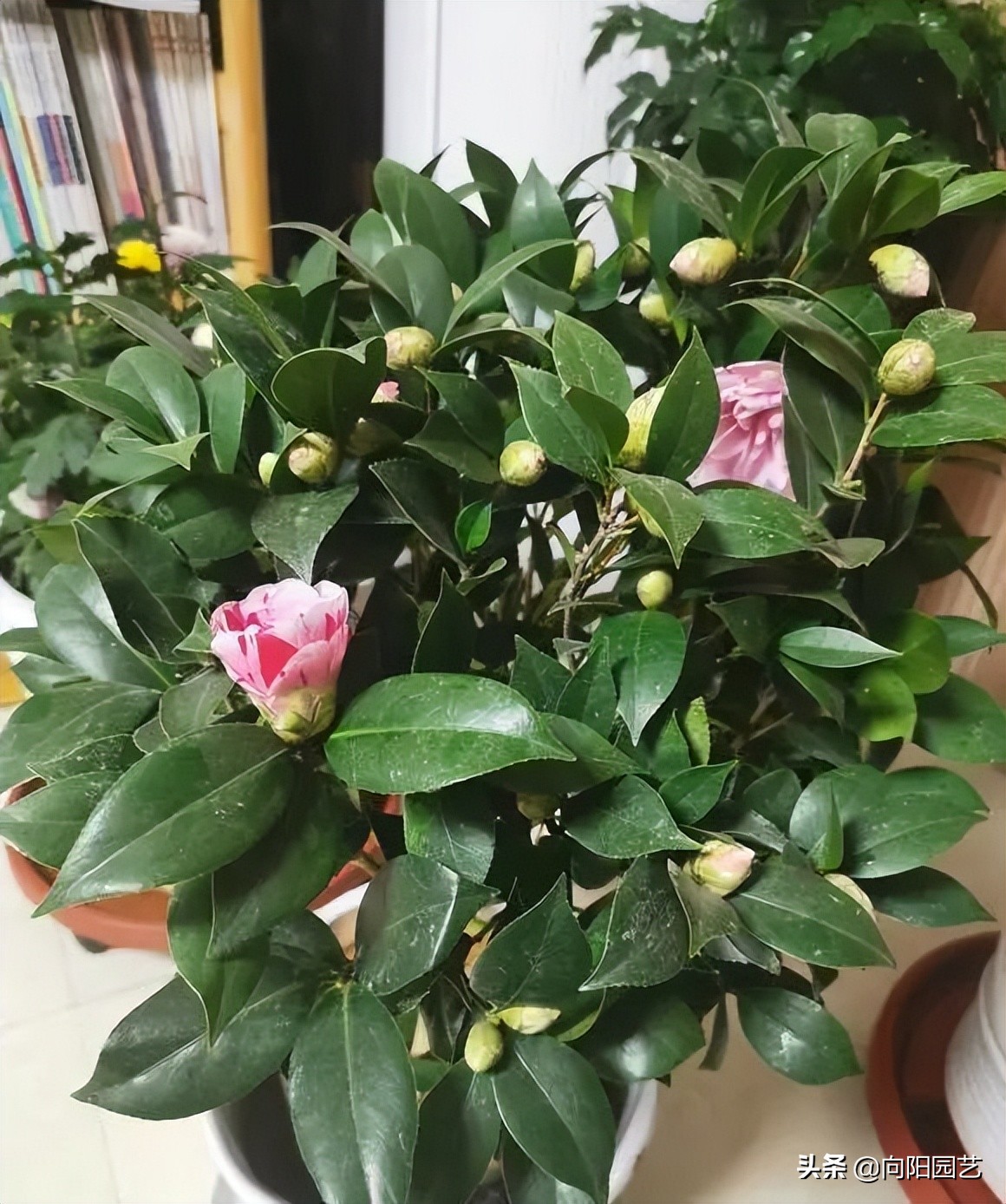 养茉莉，山茶，栀子，用沙土养，白醋水浇灌，更容易开花