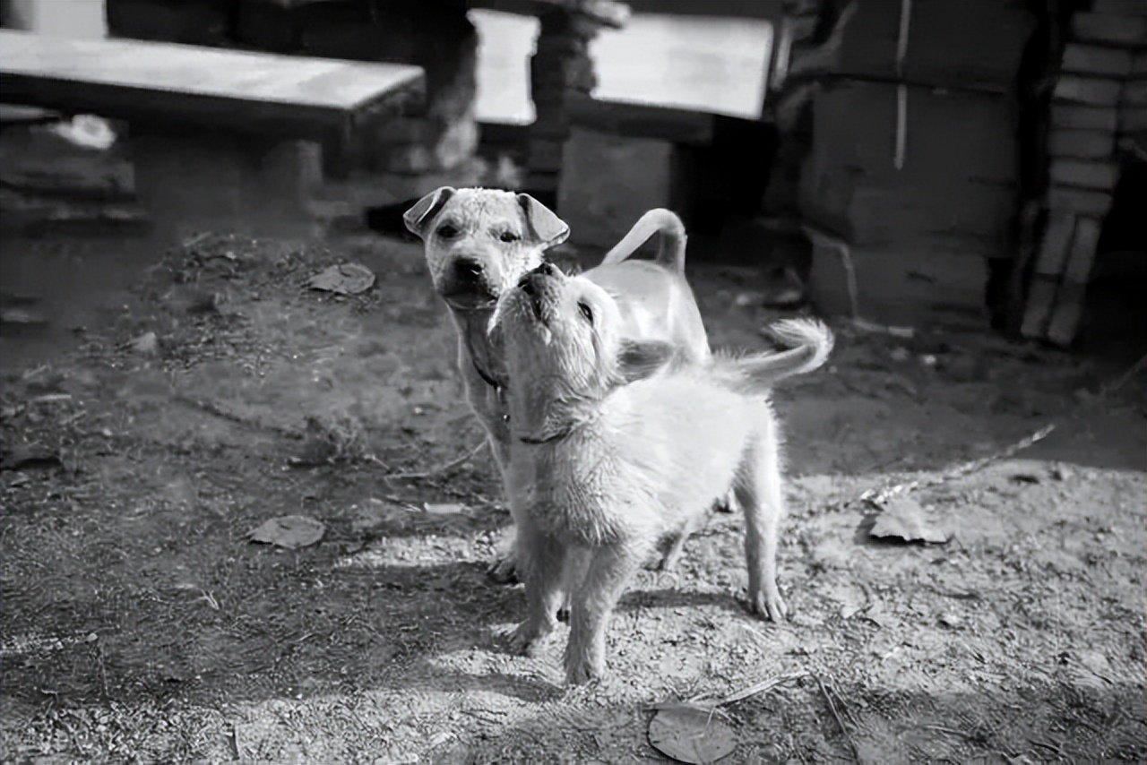 知青文摘｜梁云平：​坏鬼和“坏鬼”