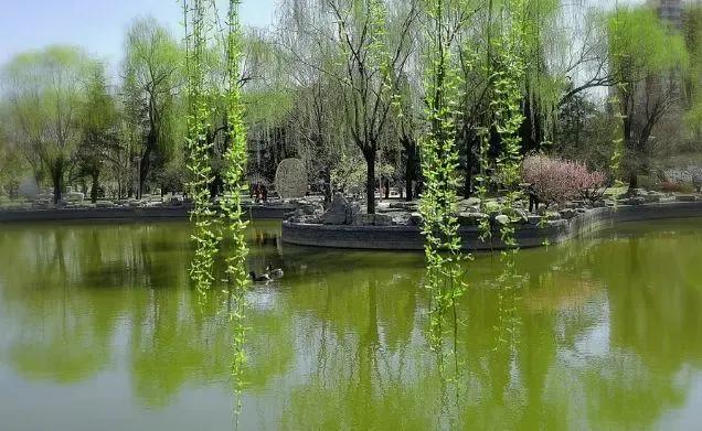 柔丝弄早春,柳枝婀娜醉春风,期盼好事要发生