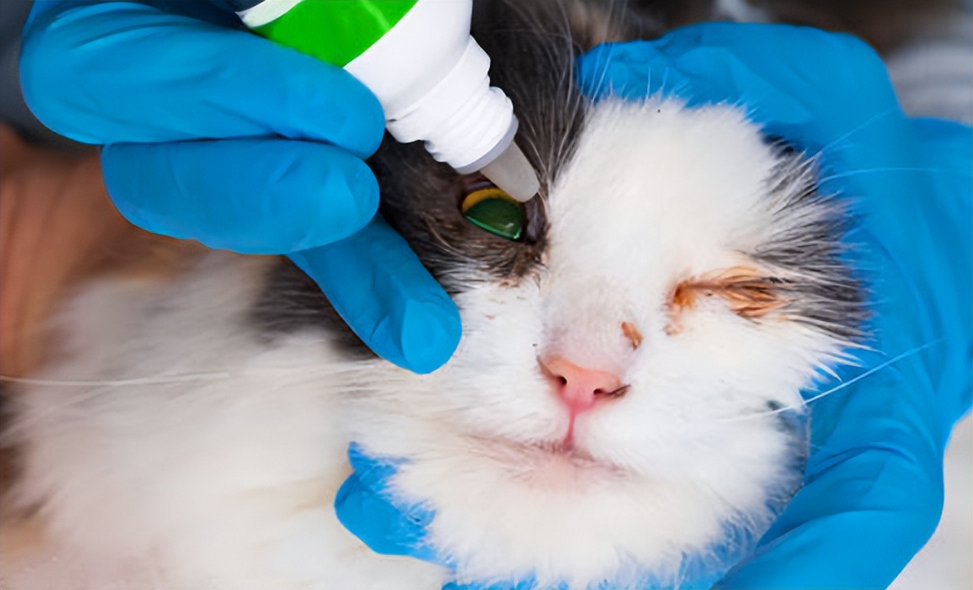 铲屎官猫的反应,猫咪脓性眼屎是什么样的