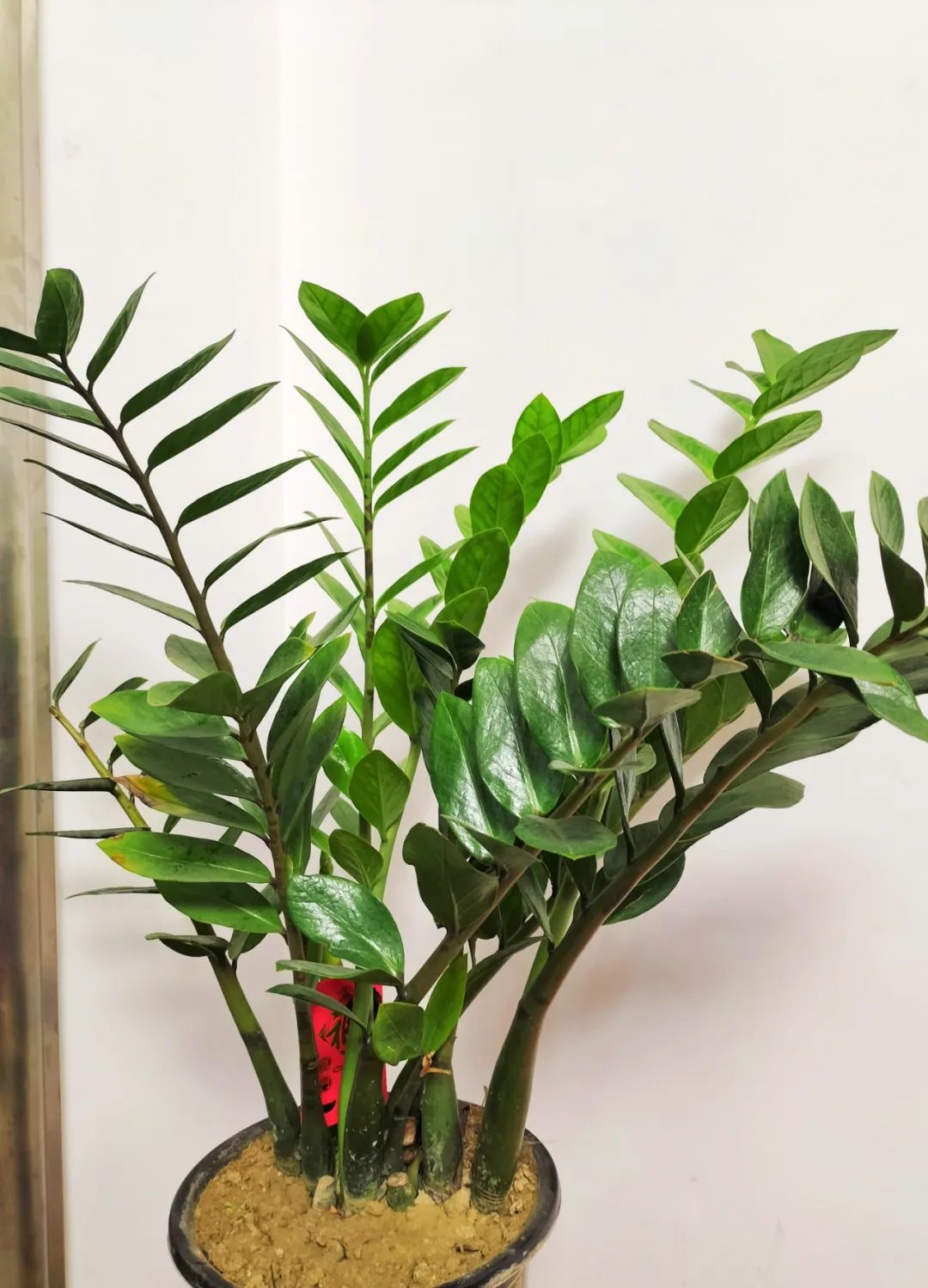 发财树绿萝吊兰怎么养怎么换盆,发财树绿萝金钱树这类花怎样养护