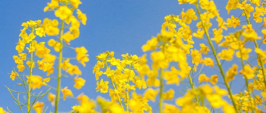 收藏全球公认的4大抗癌处方,癌症患者抗癌宝典图片