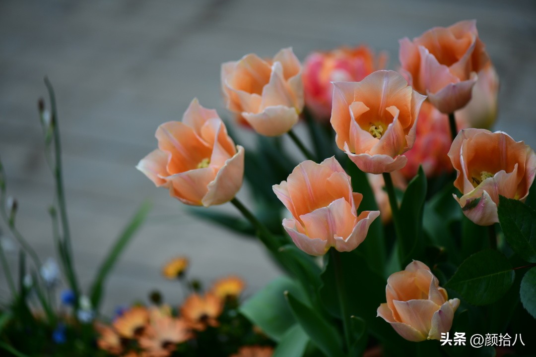 盘点今年河马花园里最美的几款郁金香|园丁