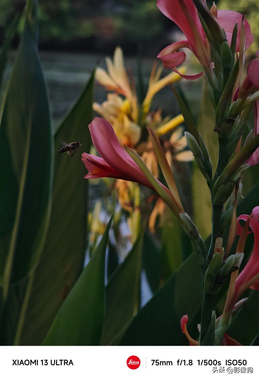 小米13Ultra影像评测,红米k70pro和小米13ultra哪个拍照好