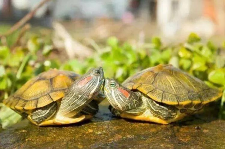 新手养龟与老手养龟的区别,你以为的养龟和实际上的养龟