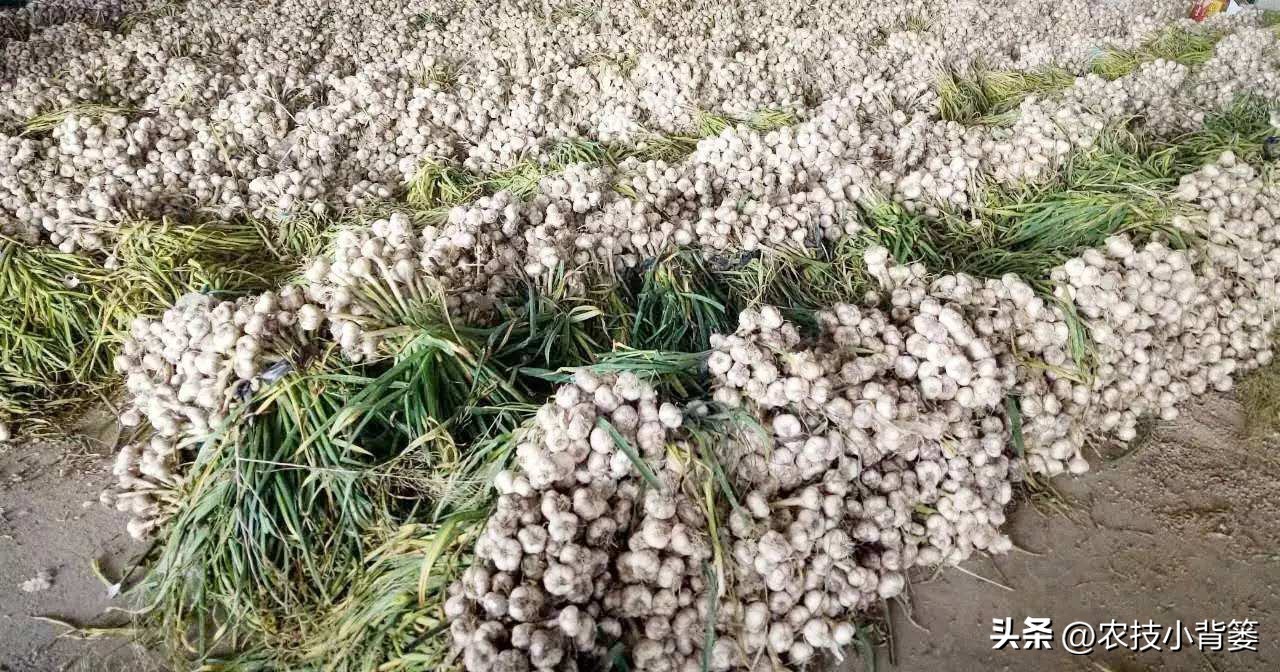 种植大量的大蒜怎么储藏,大蒜长期保鲜储存的正确方法