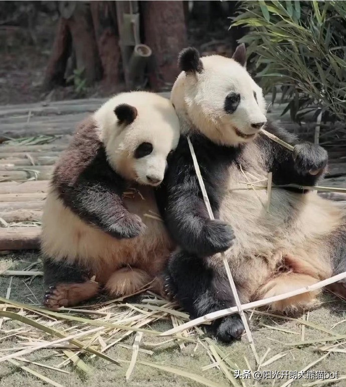 熊猫界的三大顶流视频,熊猫界四大顶流组合