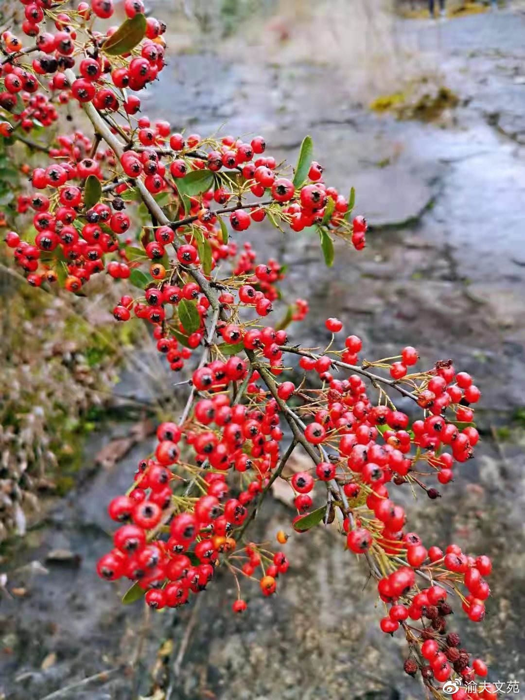 日记关于军营,日记生活中的所见所闻500字