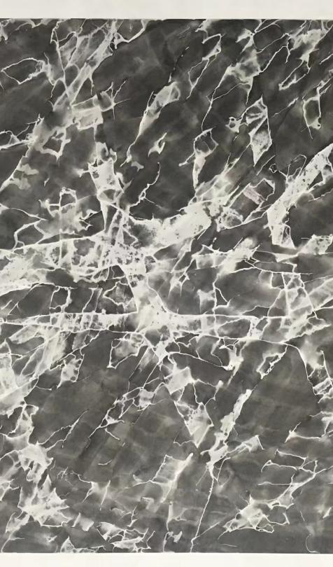 “FossilsDance－太古⽯的舞痕”