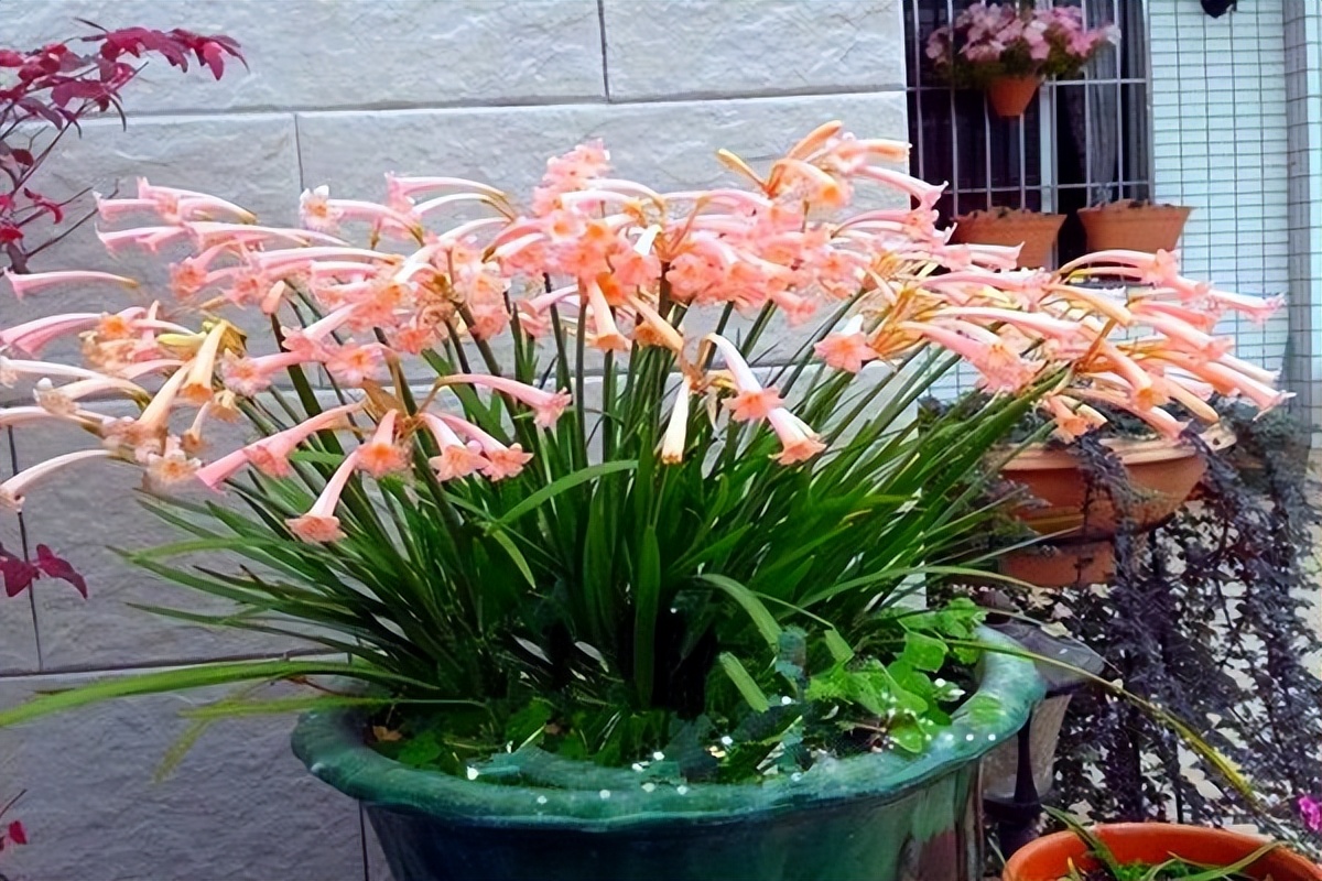 这3种花漂亮又好养1年能开300多天,5种花超好养漂亮上档次