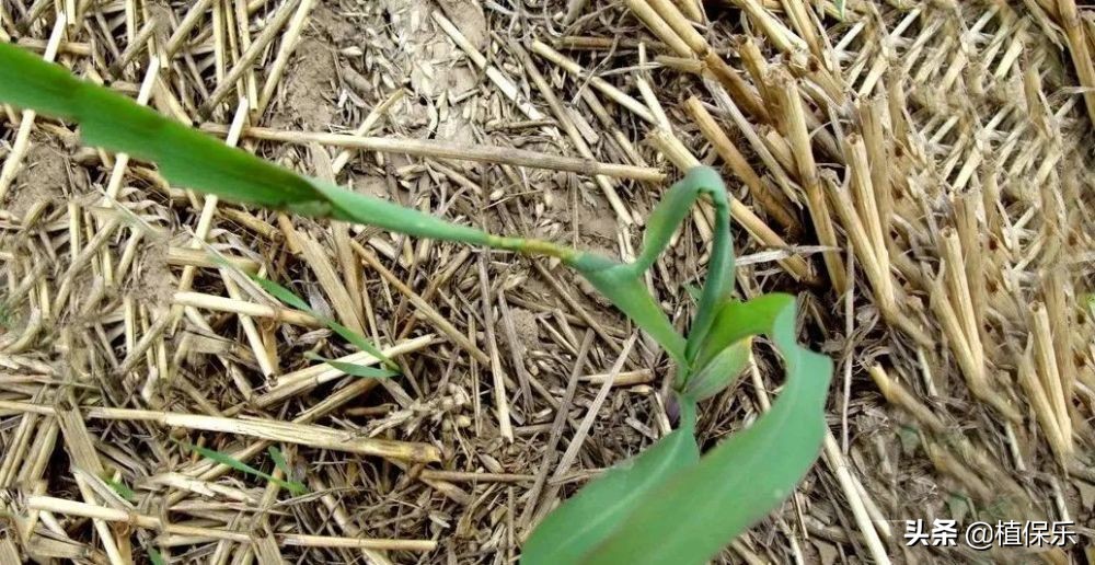 玉米心叶卷曲还能恢复吗,玉米扭心是什么原因造成的