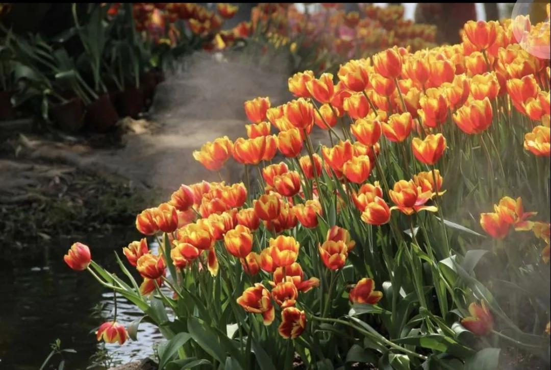 荷兰德国国花分别是什么,荷兰国家简介荷兰的国花