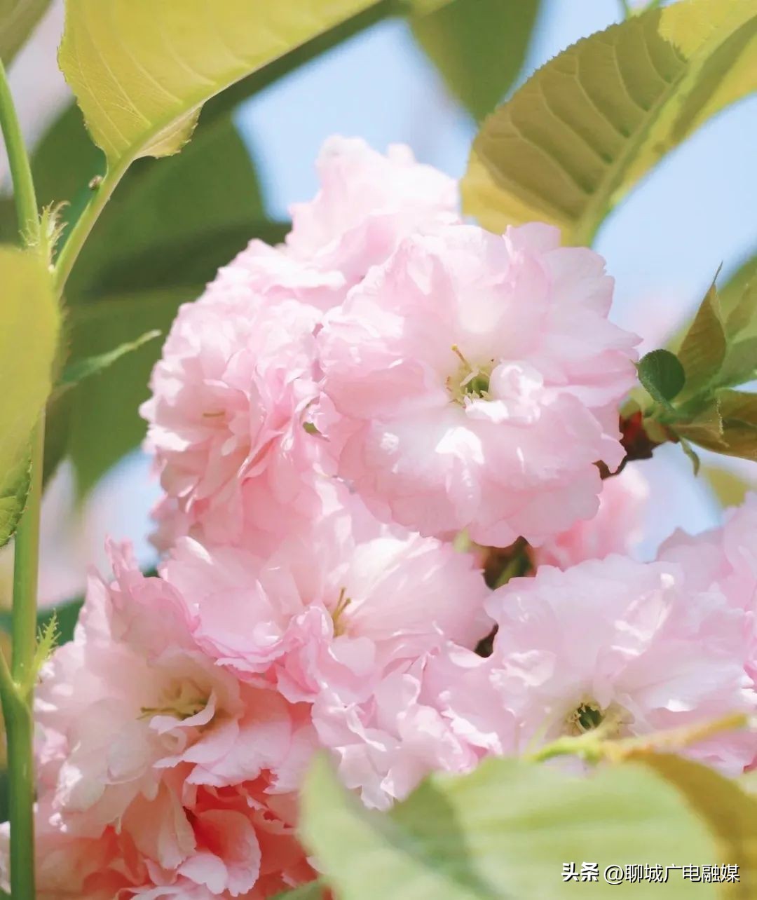 邂逅最美聊城,邂逅聊城