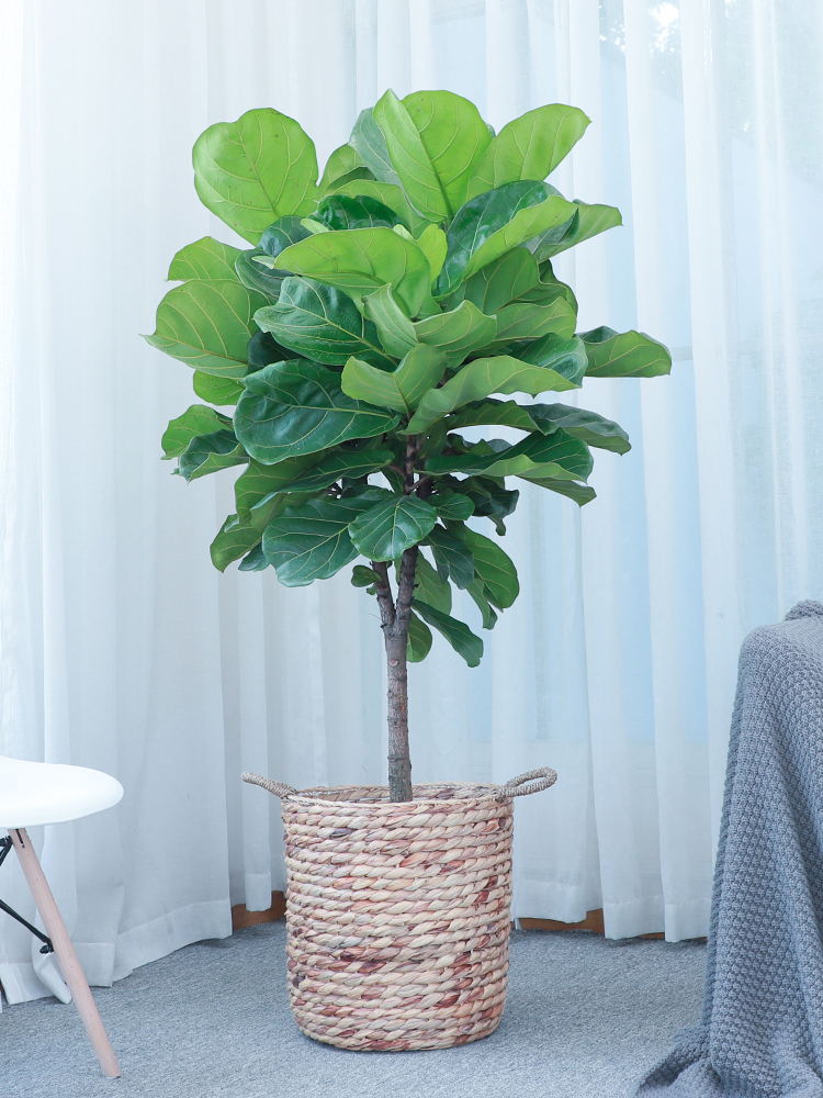 治愈系盆栽绿植推荐,室内小型绿植花卉推荐品种