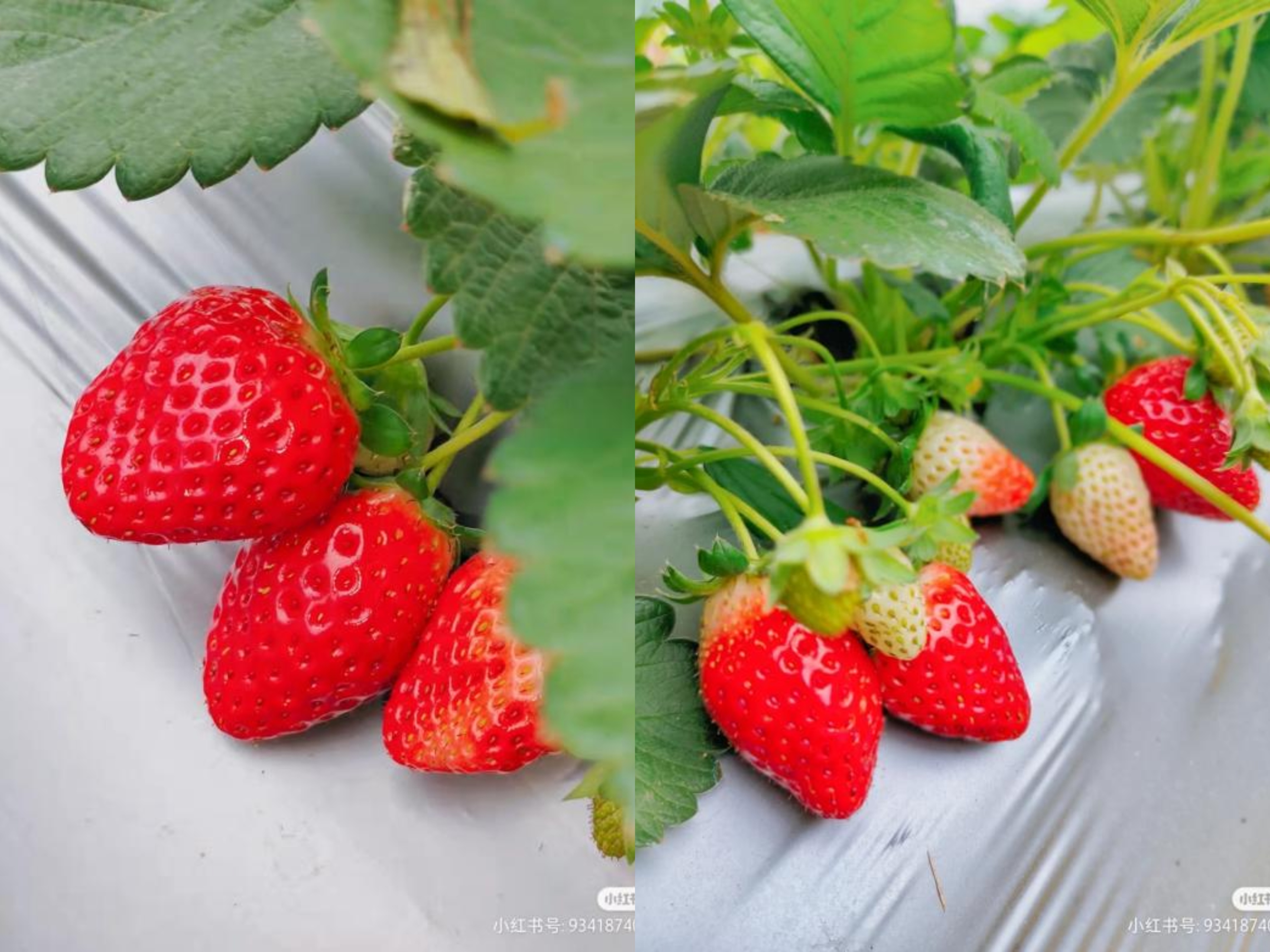 草莓园摘草莓怎么拍照,好玩的摘草莓胜地打卡