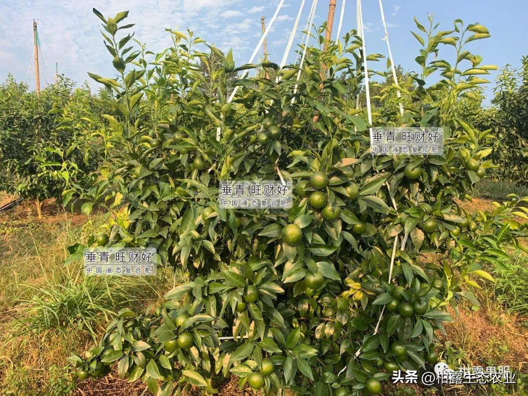 沃柑砂糖橘清香橘,沃柑果防晒