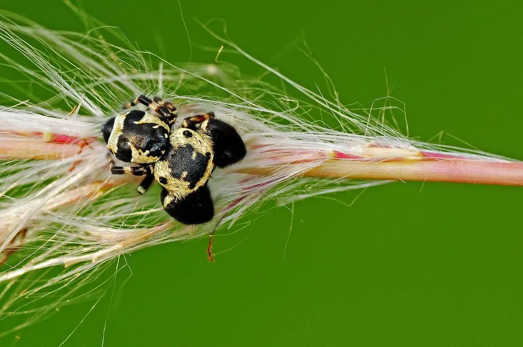 昆虫界的大熊猫有人见过吗?