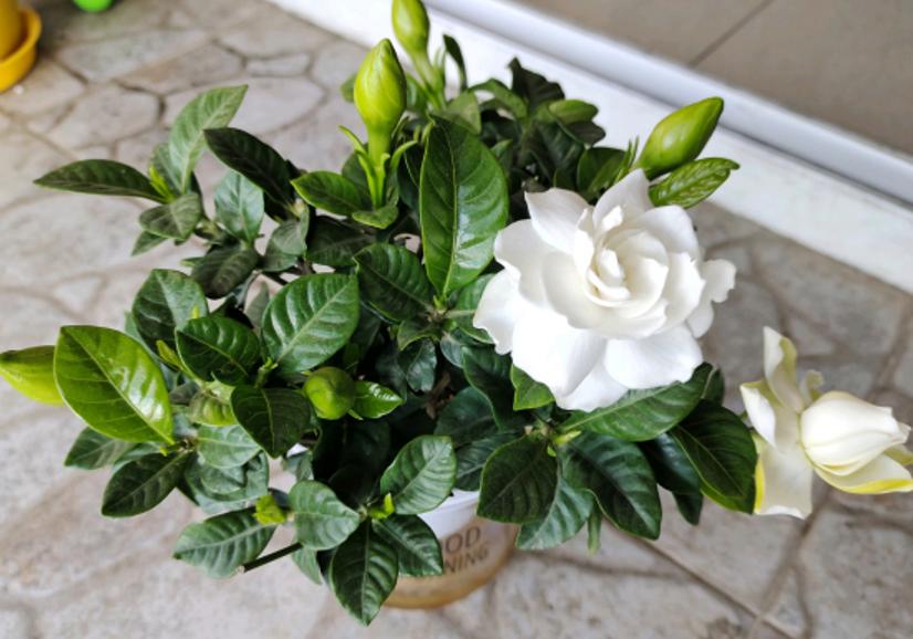 名贵的花卉就一定难养吗,花市的花怎么养得那么好