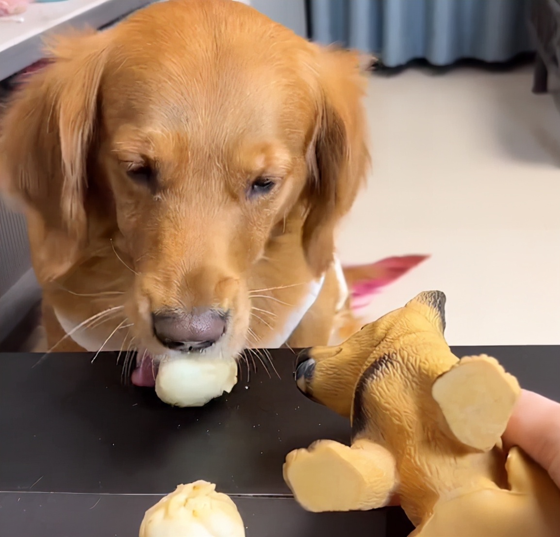 狗狗的灵性有哪些表现,狗界中六种智商比较低的狗狗