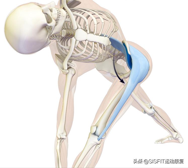 人体各个部位的肌肉最强者,肌肉太发达会导致肌肉型肥胖