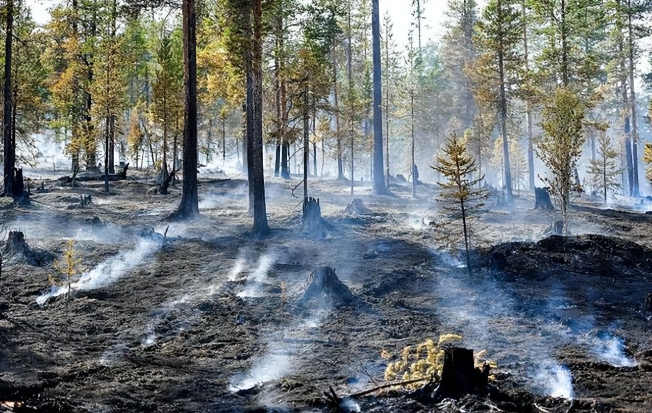 环保组织骗局,环保组织的骗局