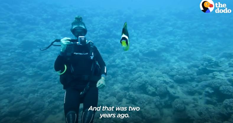 国外美女姐姐海里偶遇一只小鱼，竟引发神奇友谊！网友：前世情人