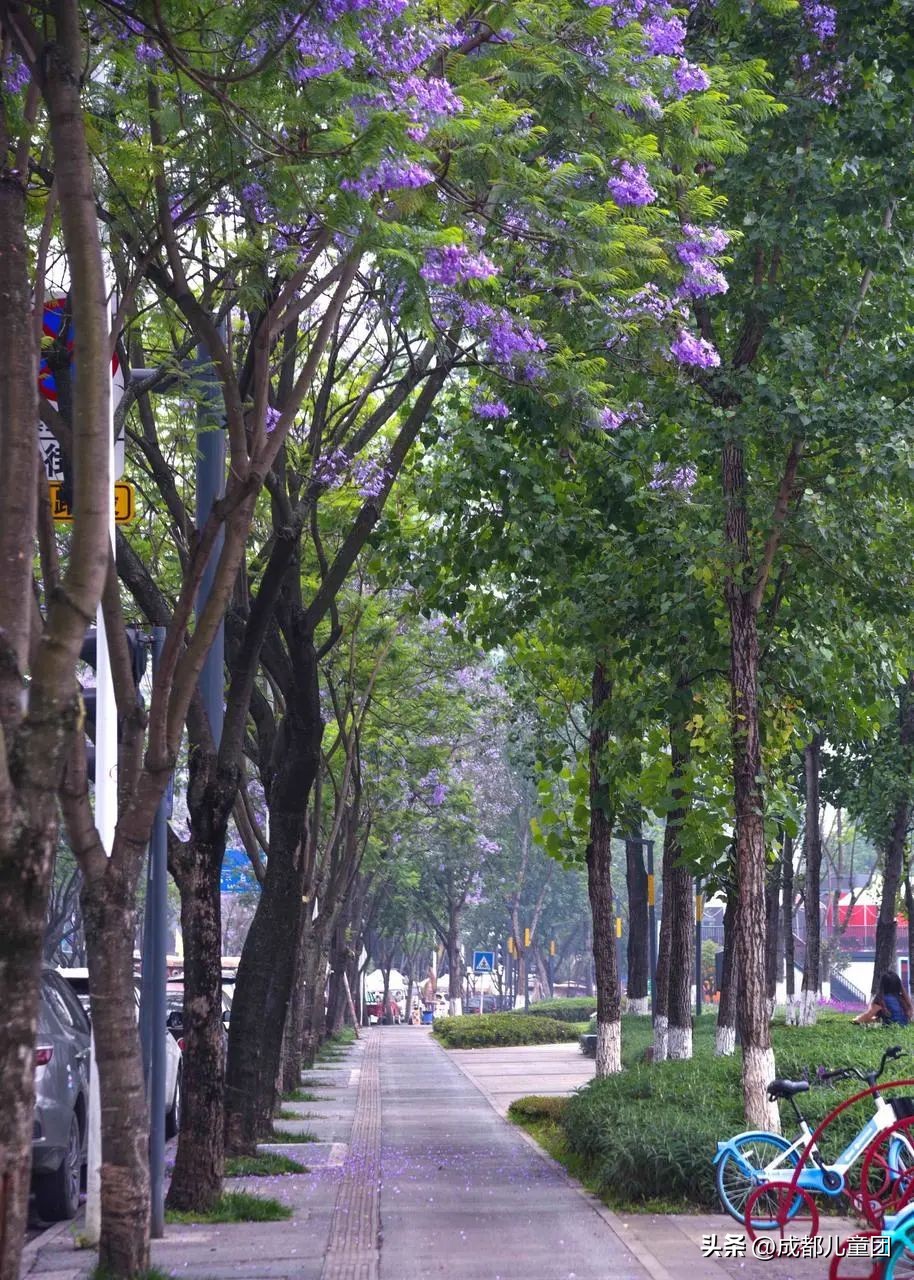 成都武晋路蓝花楹,昆明街头蓝花楹绽放成梦幻花海