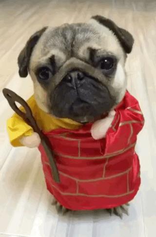 巴哥和法斗犬哪个好养,法斗和巴哥犬哪个好养