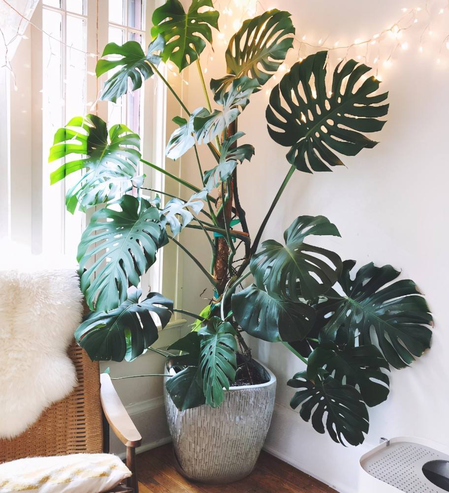 家里光照不足建议养这10种耐阴花,阴暗无光角落适合养什么花