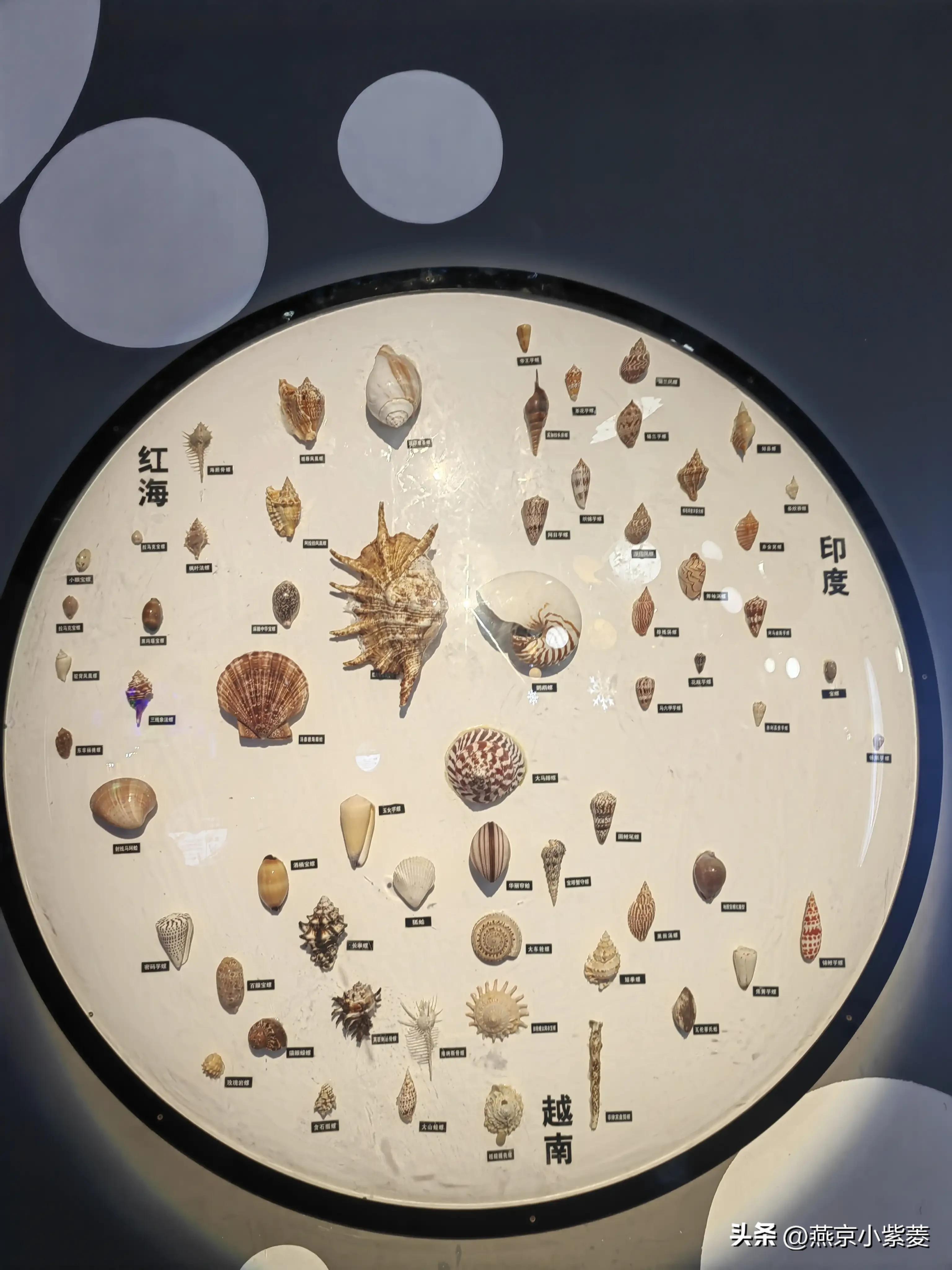 青岛海昌极地海洋世界好玩吗,青岛海昌极地海洋世界vs青岛海底世界