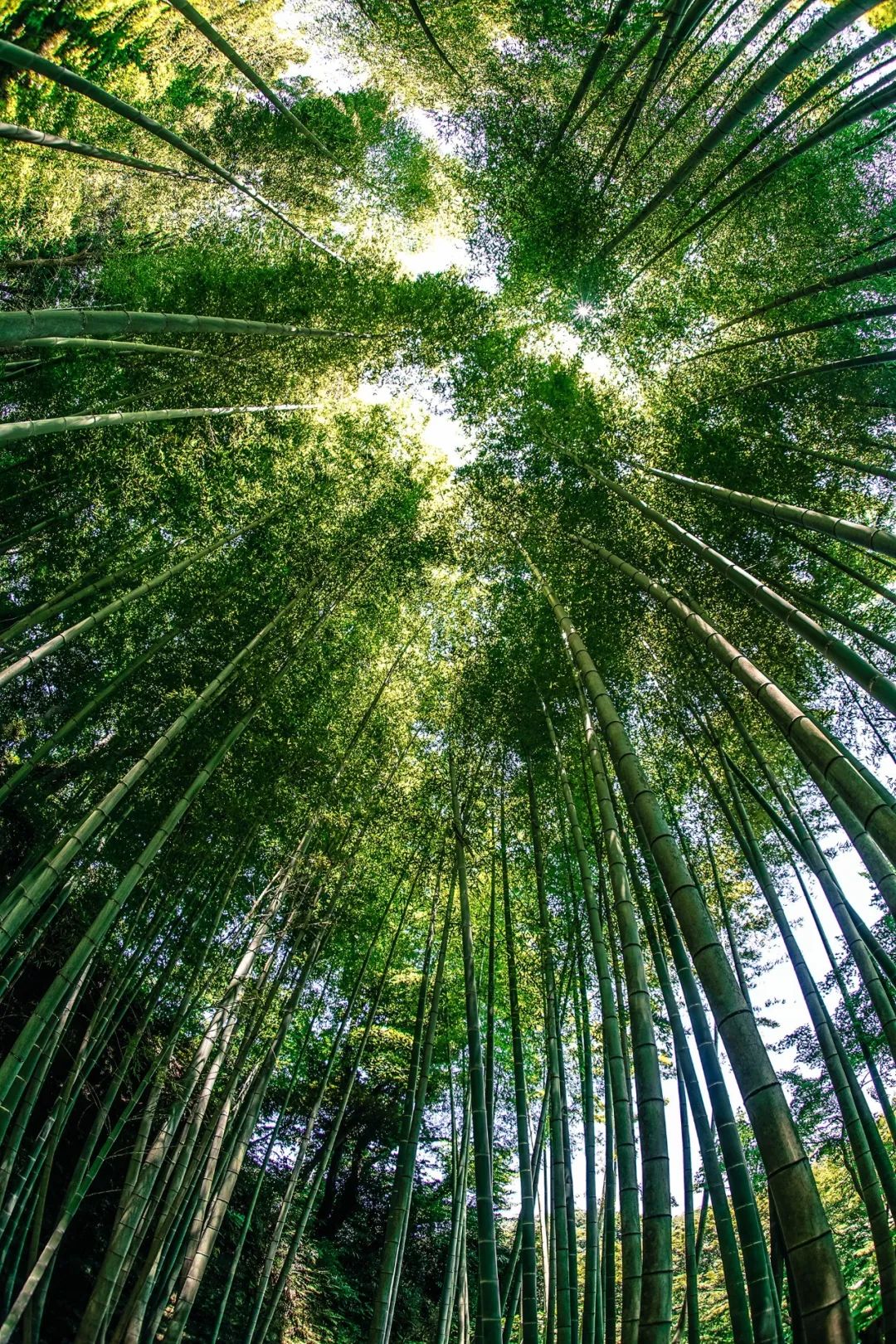 一根竹子撬动百亿产业，这个偏僻的湖南小镇正在创造奇迹