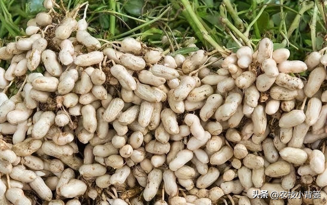 怎样解决花生空壳问题,花生空壳原因及防治方法