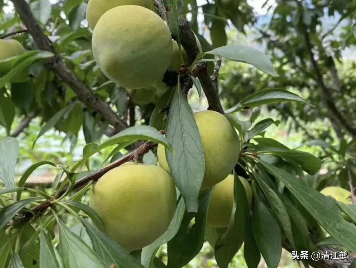 李子叶病害图片大全,李子树上白点是什么病害