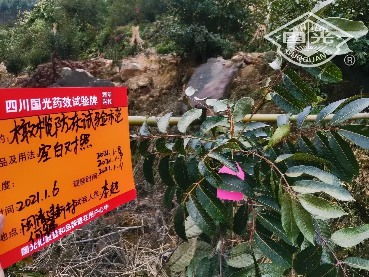 橄榄保暖,橄榄防冻害