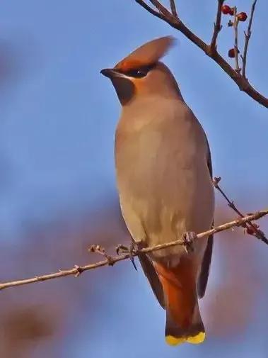 太平鸟图片素材,太平鸟图片大鸟