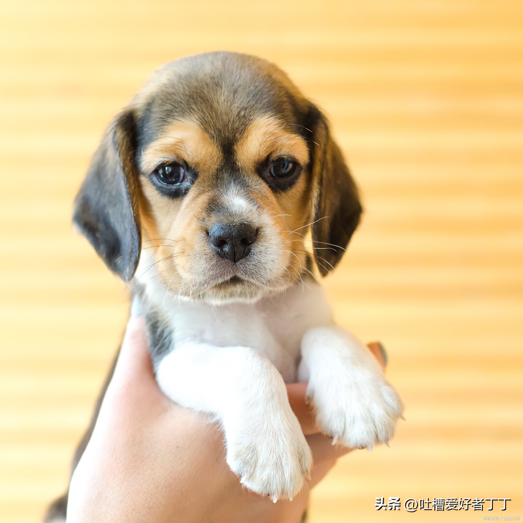 狗狗上火吃什么蔬菜,狗狗上火了喝什么药