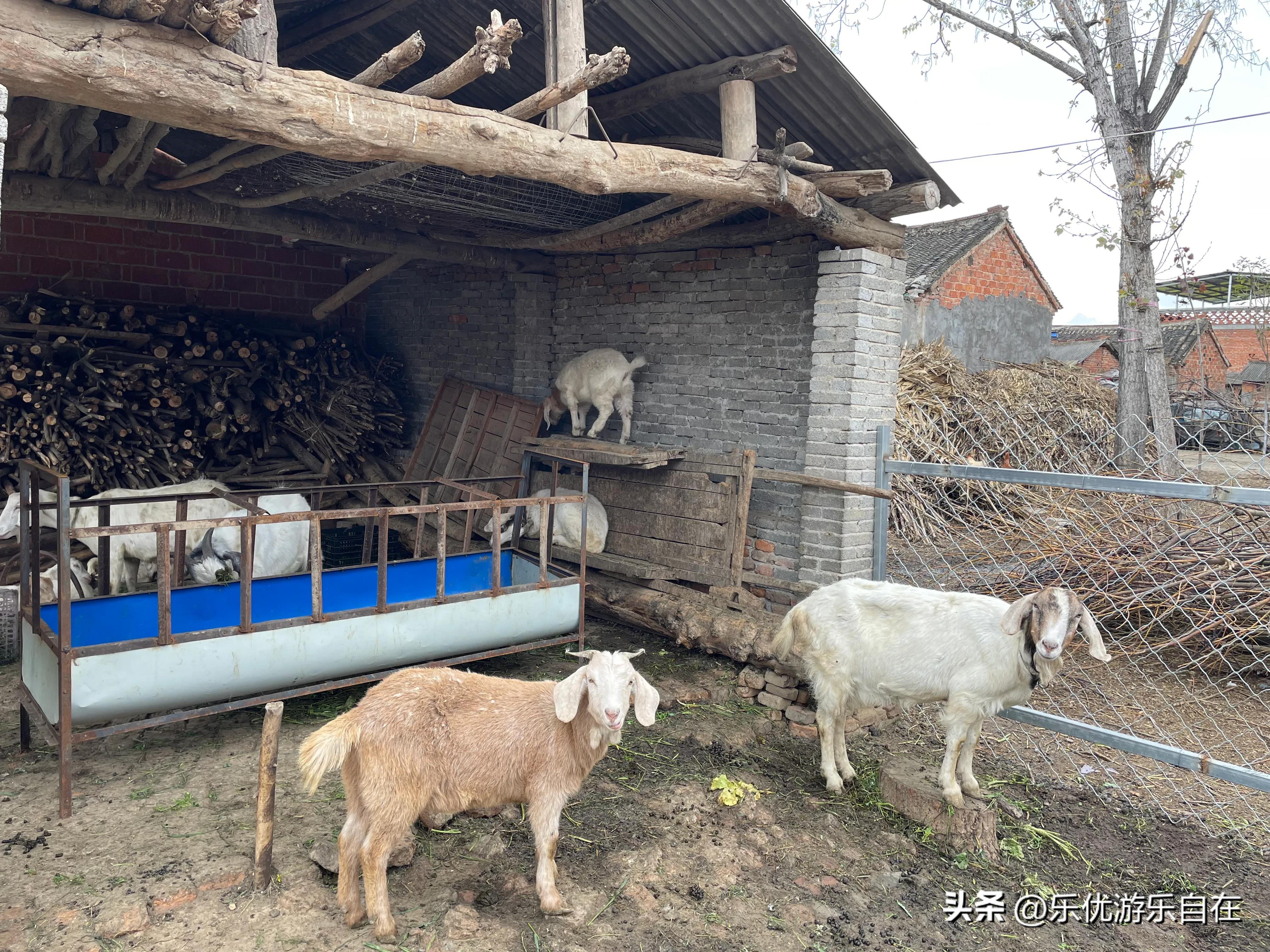 老家河南回城邓州什么意思,老家河南邓州穰东镇