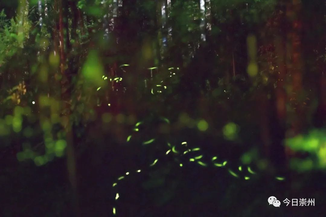 崇州山里的野百合图片,成都大邑野百合花海美景图