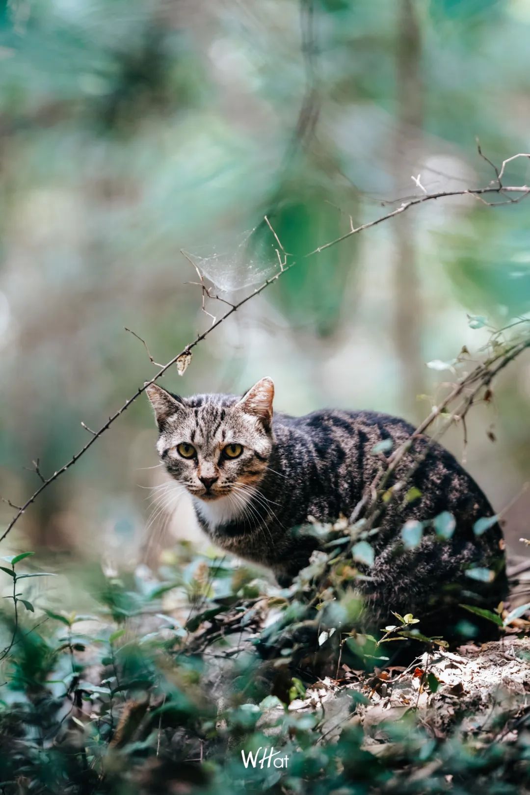 宝通寺后山流浪猫,猫可以治好人的精神内耗吗
