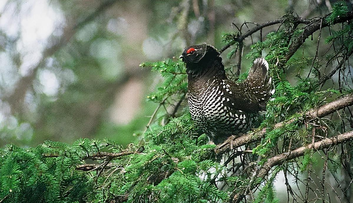 世界上濒临消失的物种有哪些,中国消失的十大物种