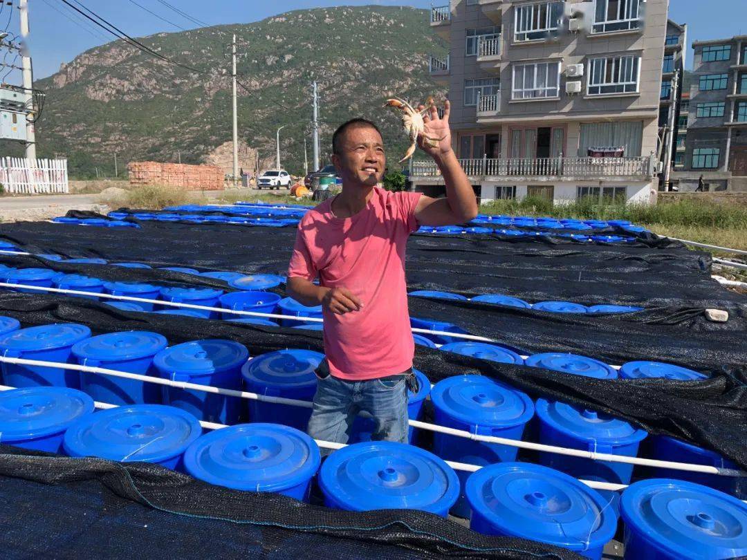 锯缘青蟹多少钱一只,锯缘青蟹家常做法