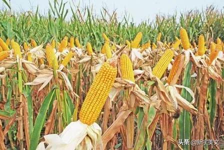 中国最优质的玉米,优质粮食玉米